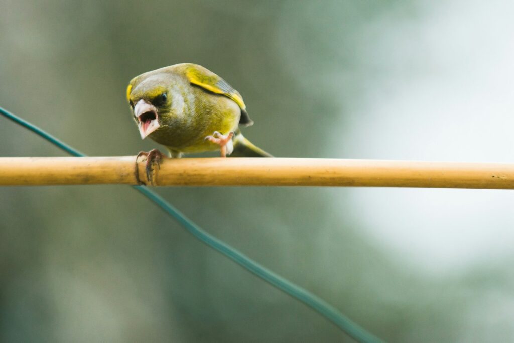 Bird sitting on a branch and leaving bird dropping stains on stone surface