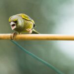 Bird sitting on a branch and leaving bird dropping stains on stone surface