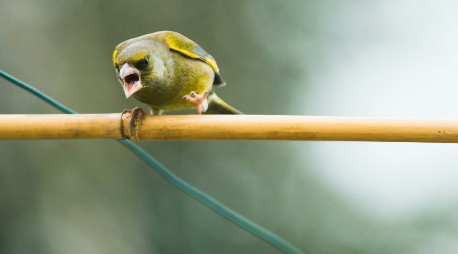 Bird sitting on a branch and leaving bird dropping stains on stone surface